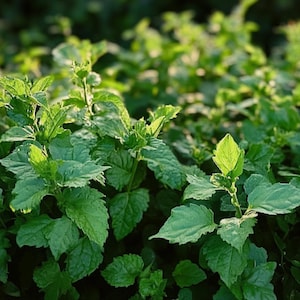 Op de afbeelding: Close-up van levendige groene planten met getextureerde bladeren. De afbeelding toont een weelderige, gezonde groei van gebladerte, met zonlicht dat de bladeren verlicht. De planten lijken in een tuin of natuurlijke omgeving te staan.