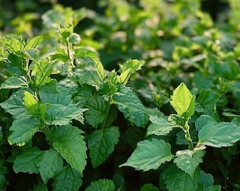 Óleo Essencial de Patchouli - Índia (Ingredientes de Perfumaria)