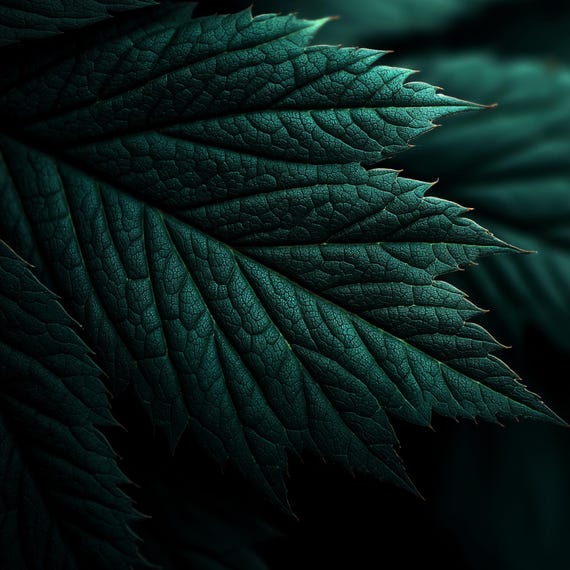 Vintage Patchouli Dark- Indian Aged Pogostemon Cablin