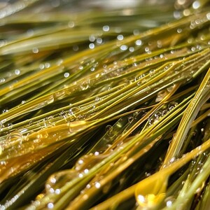 Puede incluir: Primer plano de hojas de hierba verdes y amarillas, cubiertas de gotas de agua. Las hojas están dispuestas en diagonal, creando una sensación de profundidad y textura. La imagen tiene un enfoque suave, con las gotas de agua apareciendo como pequeñas esferas brillantes.