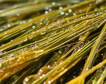 Alfa Pinene Natural (Ingrediente de Perfumería)