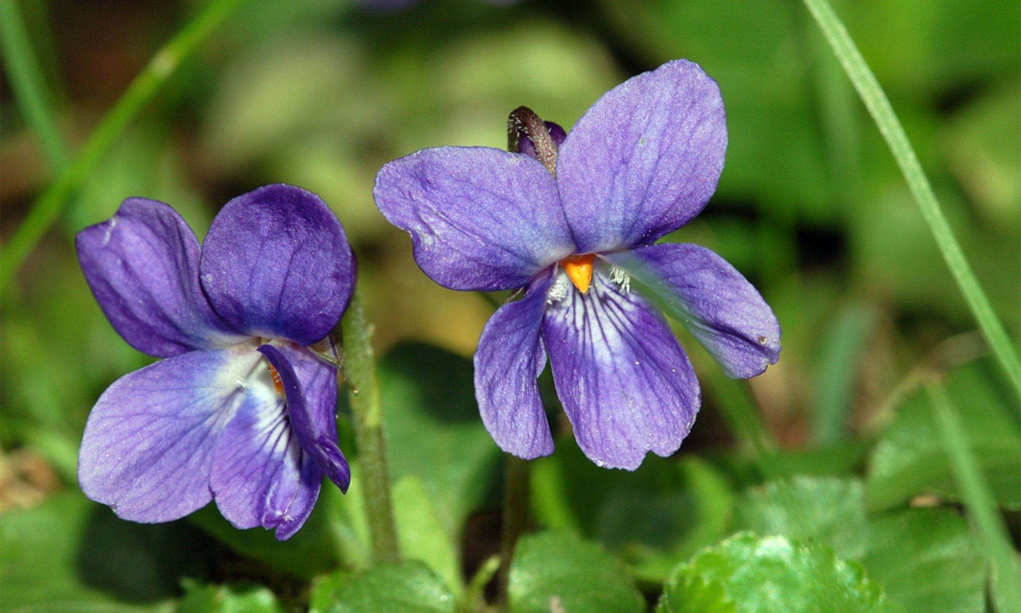 30ml (1oz) Violet Flower Absolute Essential Oil (Viola odorata) - 100% Pure  Undiluted Uncut