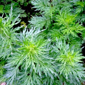 Davana Essential Oil - India - Artemisia pallens