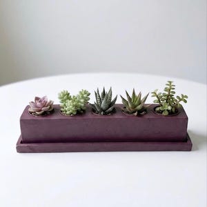 May include: A rectangular, plum-colored planter box holding five small succulents. The succulents vary in color and texture, ranging from light green to dark green and purple. The planter sits on a matching tray.