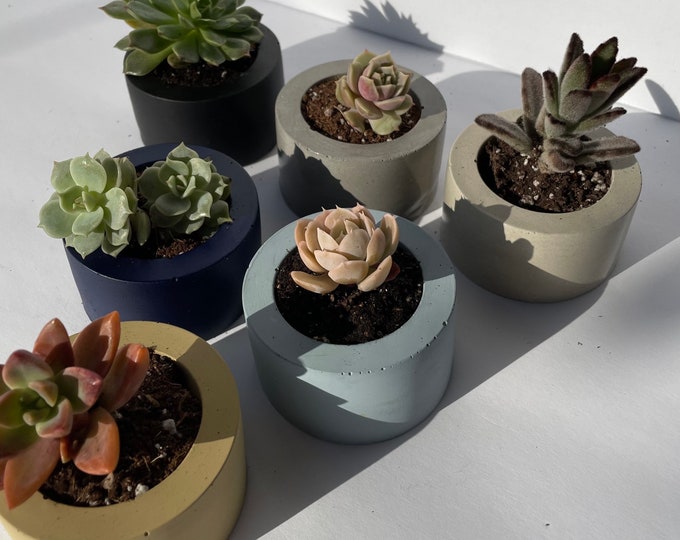 Mini Concrete Planter with Succulent – Modern Minimalist Decor in Pastel and Neutral Colors