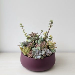 May include: A vibrant arrangement of succulents in a deep purple, rounded ceramic pot. The succulents display a variety of colors, including green, gray, and hints of pink. The pot sits on a white surface, creating a striking contrast.