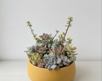 TheSucculentShoppeUS - Etsy