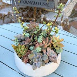 May include: A white, round ceramic planter filled with a variety of succulents. The succulents display shades of green, pink, and yellow. The planter sits on a light blue wooden table. In the background, a metal sign reads "FARMHOUSE".