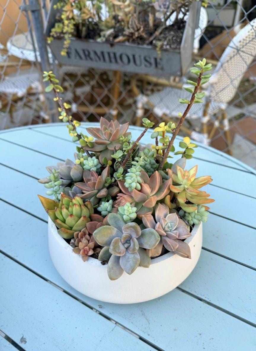 Live Succulent Arrangement in Modern Concrete Pot