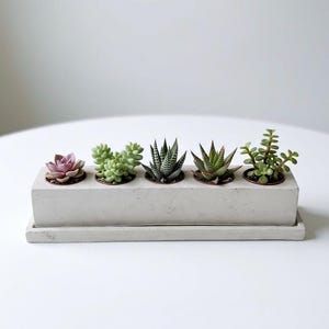 May include: A rectangular concrete planter with five small succulents. The succulents vary in color and texture, including a pink rosette, rounded green leaves, and spiky green and white striped varieties. The planter sits on a matching tray.