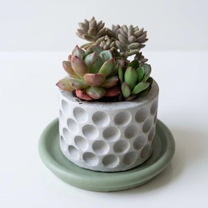 May include: A small succulent plant in a gray concrete pot with a dimpled pattern, sitting on a round, sage green saucer. The succulent has green and reddish-brown leaves. The pot and saucer are on a white surface.