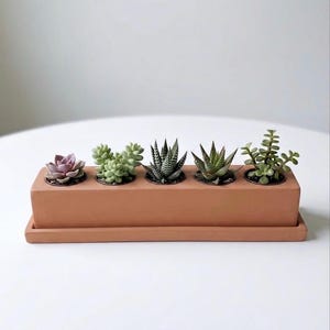 May include: A terracotta-colored rectangular planter with five small succulent plants. The succulents vary in color and shape, including shades of green and purple. The planter sits on a white surface.