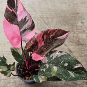 Philodendron Pink Princess Marble Variegated Cutting rooted cuttings + free phyto