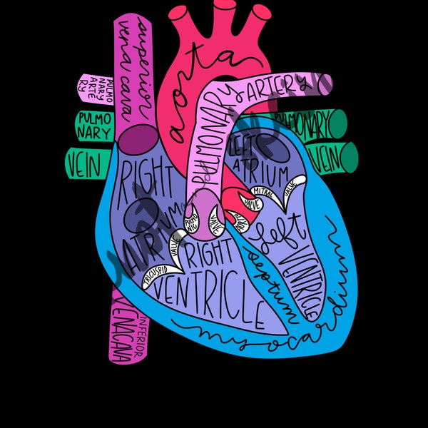 Cardiac Heart Anatomy digital PNG sublimation graphic