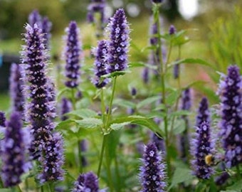 50+ Seeds, Anise Hyssop, Agastache foeniculum, FREE SHIPPING!