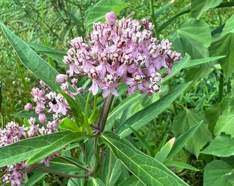 50+ Seeds, Swamp Milkweed Seeds, Pink Milkweed Seeds, Asclepias incarnata Seeds, FREE SHIPPING