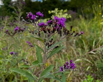 100+ Seeds, Missouri Ironweed Seeds, Vernonia missurica Seeds, FREE SHIPPING