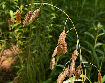 100+ Seeds, River Oats Seeds, Northern Sea Oats Seed, Inland Sea Oats Seeds, Chasmanthium latifolium Seeds, FREE SHIPPING