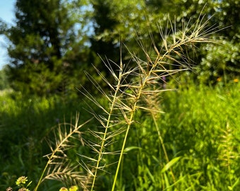 100+ Seeds, Bottlebrush Grass Seed, Eastern Bottlebrush Grass Seed, Elymus hystrix Seed, FREE SHIPPING