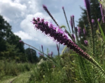 200+ Seeds, Prairie Blazing Star Seeds, Prairie Gayfeather Seeds, Kansas Blazing Star Seeds, Liatris pycnostachya Seeds, FREE SHIPPING