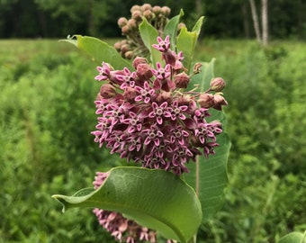 50+ Seeds, Common Milkweed Seeds, Asclepias syriaca Seeds, FREE SHIPPING
