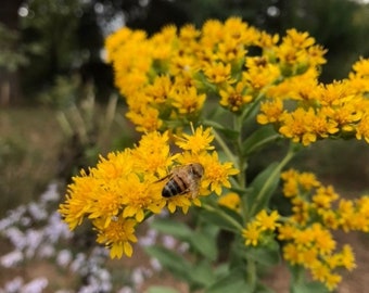 100+ Seeds, Stiff Goldenrod Seeds, Solidago rigida Seeds, FREE SHIPPING