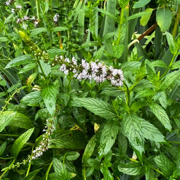 5+ Bare Roots, Spearmint, Mentha spicata, Bare Root Spearmint, Bare Root Mint, Live Spearmint, Live Herbs, FREE SHIPPING