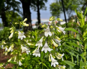200+ Seeds, Foxglove Beardtongue Seeds, Penstemon digitalis Seeds, FREE SHIPPING