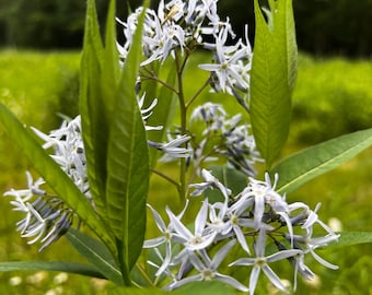 100+ Seeds, Ozark Bluestar Seed,  Shining Bluestar Seed, Amsonia Illustris Seed, FREE SHIPPING!