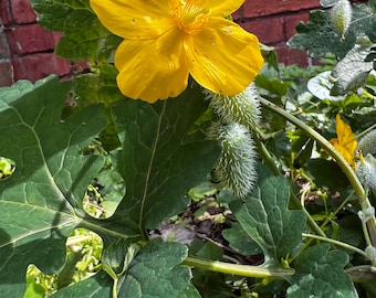 50+ Celandine Poppy Seeds, Wood Poppy Seeds, Poppywort Seed, Stylophorum diphyllum Seeds, FREE SHIPPING