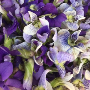 May include: A close-up of a bunch of purple and white violets. The flowers have delicate petals and a yellow center.
