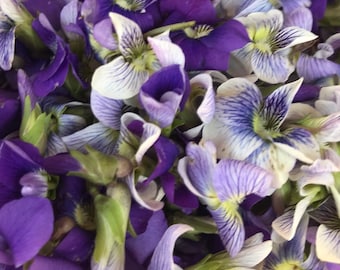 50+ Violet Seeds, Viola Sororia Seed, Meadow Violet Seed, Wood Violet Seed, Missouri Violet Seed, Florida Violet Seed, FREE SHIPPING