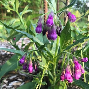 2 Bare Roots, Russian Comfrey, Symphytum x uplandicum, FREE SHIPPING