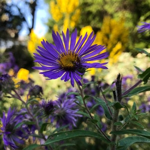 1 Live Plant, New England Aster Plant, Symphyotrichum novae-angliae Plant, 4in pot, 1st year plant from seed, FREE SHIPPING!