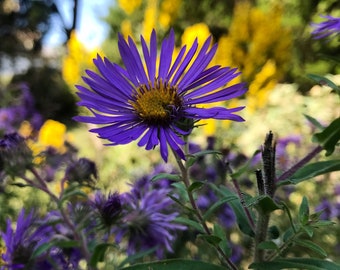 100+ Seeds, New England Aster Seed, Symphyotrichum novae-angliae Seeds, FREE SHIPPING