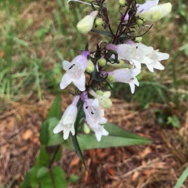 200+ Seeds, Foxglove Beardtongue Seeds, Penstemon digitalis Seeds, FREE SHIPPING