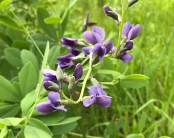 100+ Seeds, Blue False Indigo Seed, Baptisia australis Seed, FREE SHIPPING