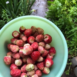 5 Bare Roots, Bare Root Scarlet Strawberry, Fragaria virginiana, Freshly Dug Per Order, FREE SHIPPING