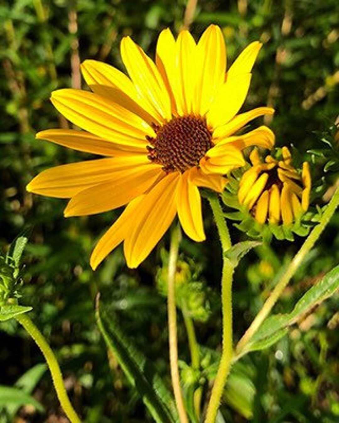 Captivating Swamp Sunflower Seeds Wallpaper Nature Captivating Swamp Sunflower Seeds Wallpaper Nature