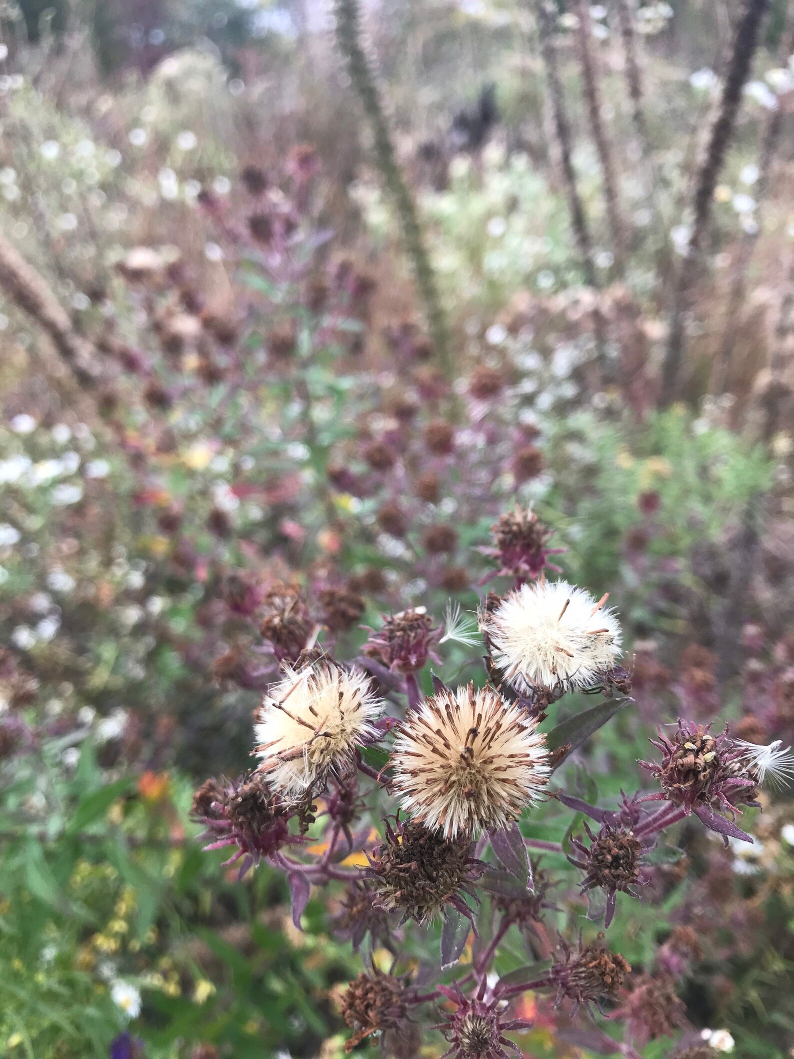 100 Seeds New England Aster Seed Symphyotrichum - Etsy
