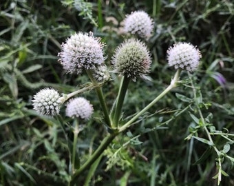 100+ Seeds, Rattlesnake Master Seeds, Button Snakeroot Seeds, Beargrass Seeds, Bear's Grass Seeds, Eryngium Yuccifolium Seeds, FREE SHIPPING