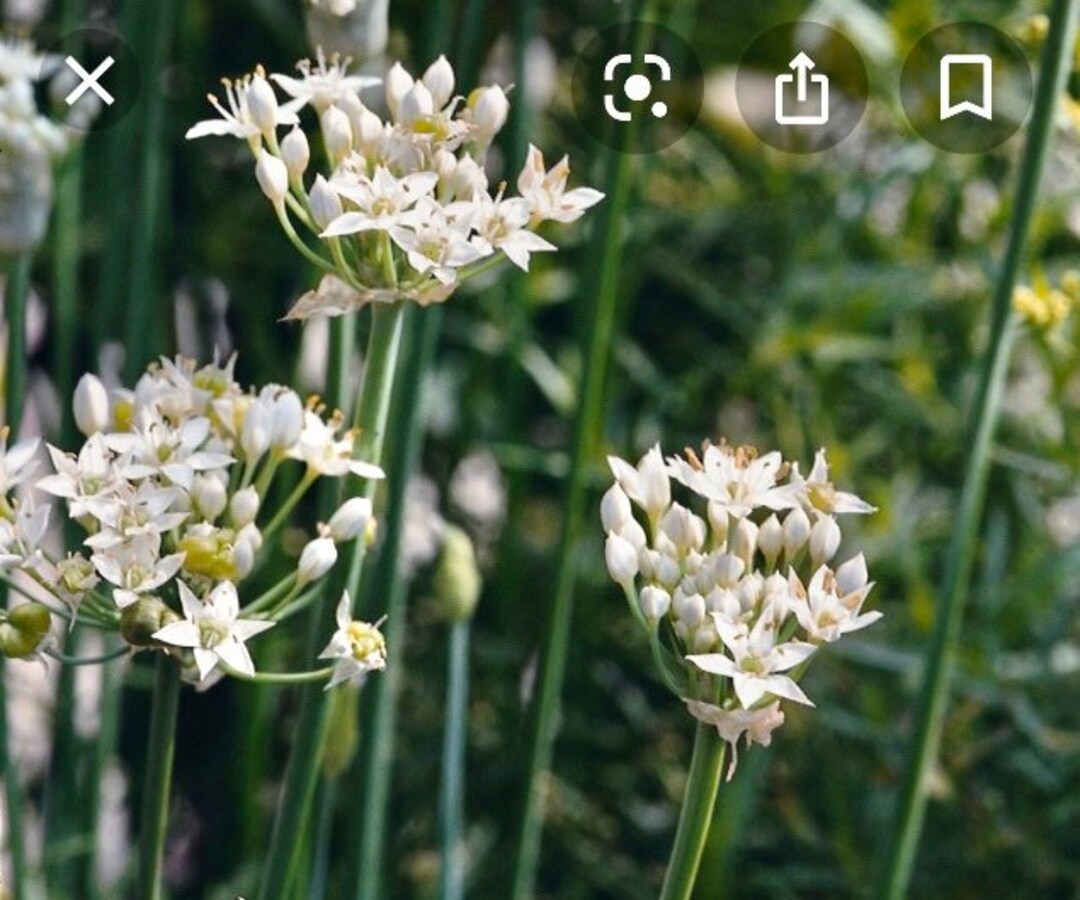 Heirloom Nira Seeds Garlic Chives Seeds allium Tuberosum Etsy