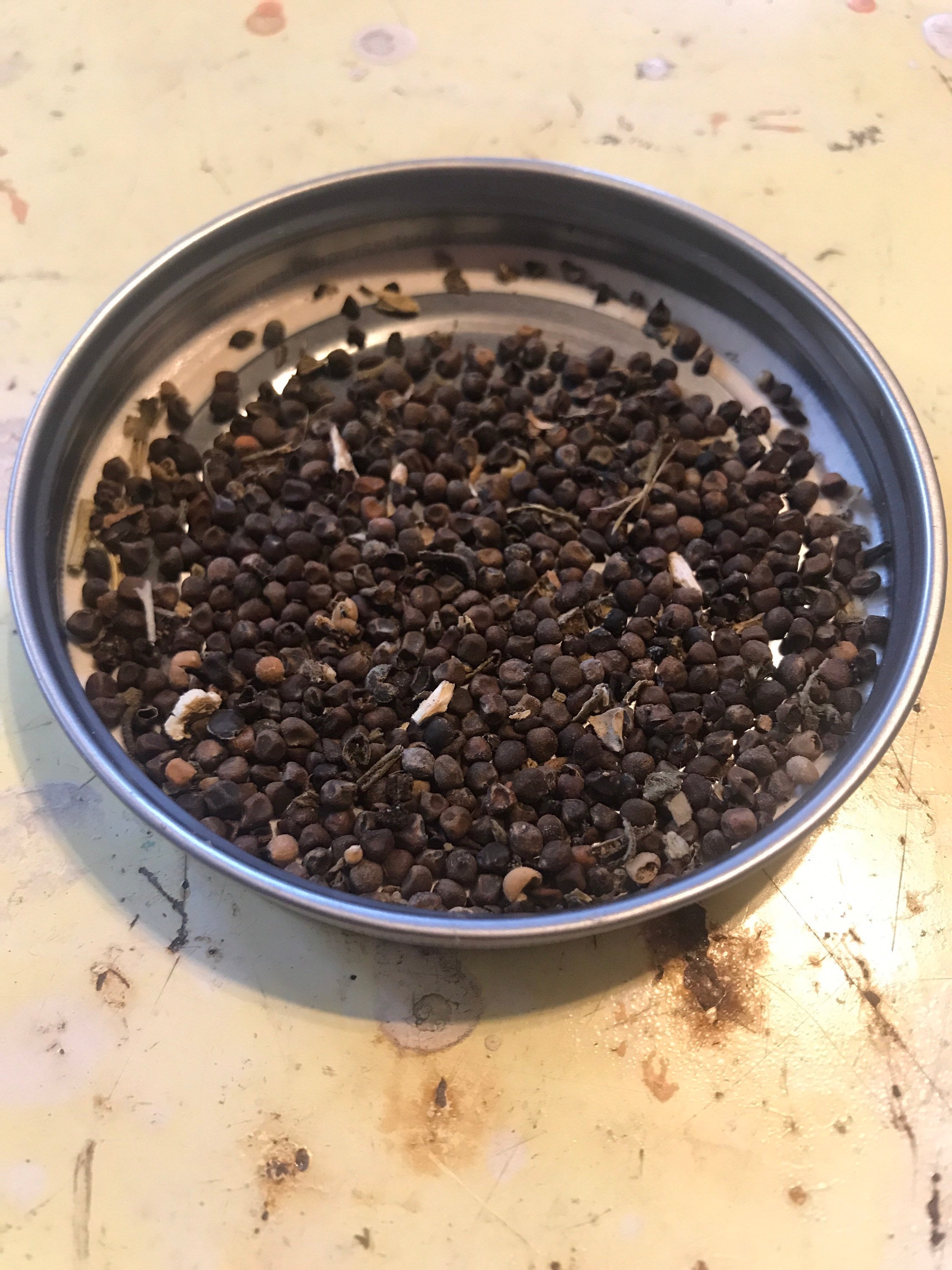 Rose Mallow seed Hibiscus lasiocarpus 1/8oz seed Etsy