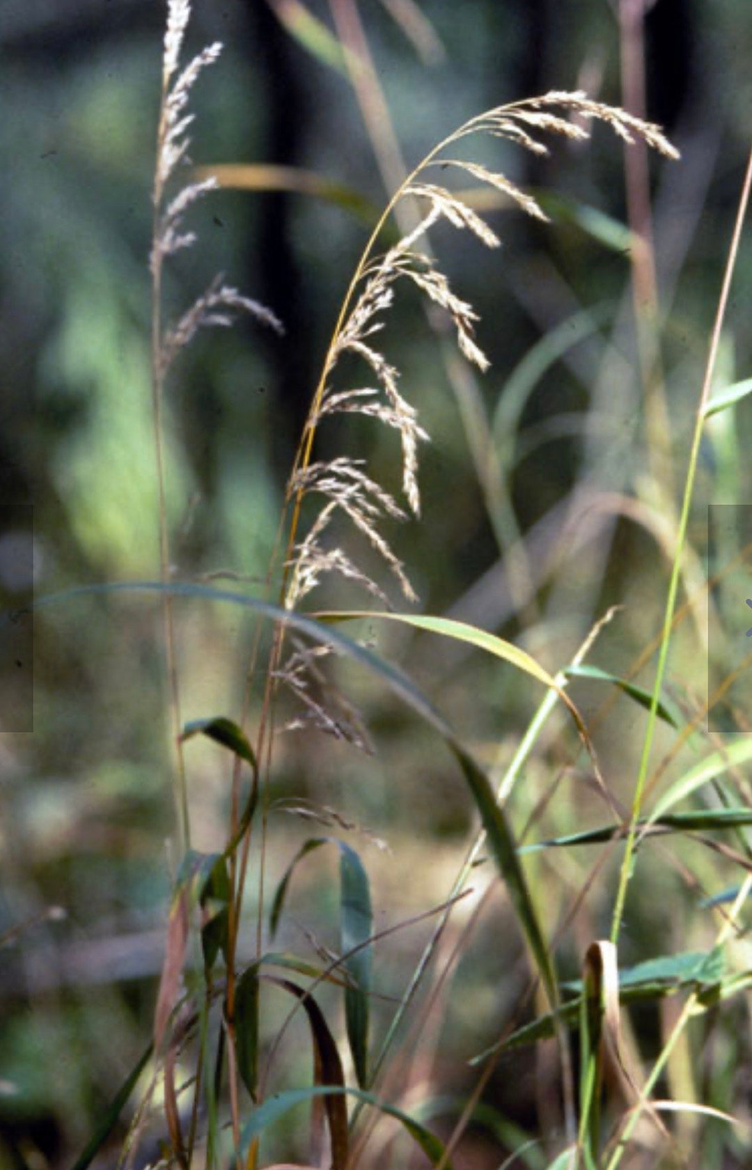 100 Seeds, Wood Reed Grass Seeds, Wood Reedgrass Seeds, Sweet Woodreed Seeds, Common Woodreed