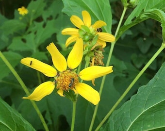 50+ Seeds, Bear's Foot Seed, Bearsfoot Seed, Polymnia uvedalia Seed,  Smallanthus uvedalia Seed, FREE SHIPPING!