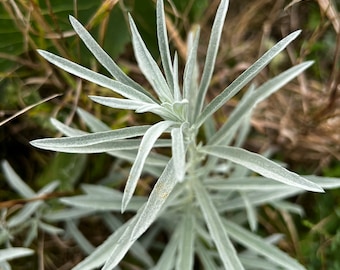 100+ Seeds, Prairie Sage Seeds, Louisiana Artemisia,  Louisiana Wormwood, Louisiana Sagewort, Artemisia ludoviciana, FREE SHIPPING!
