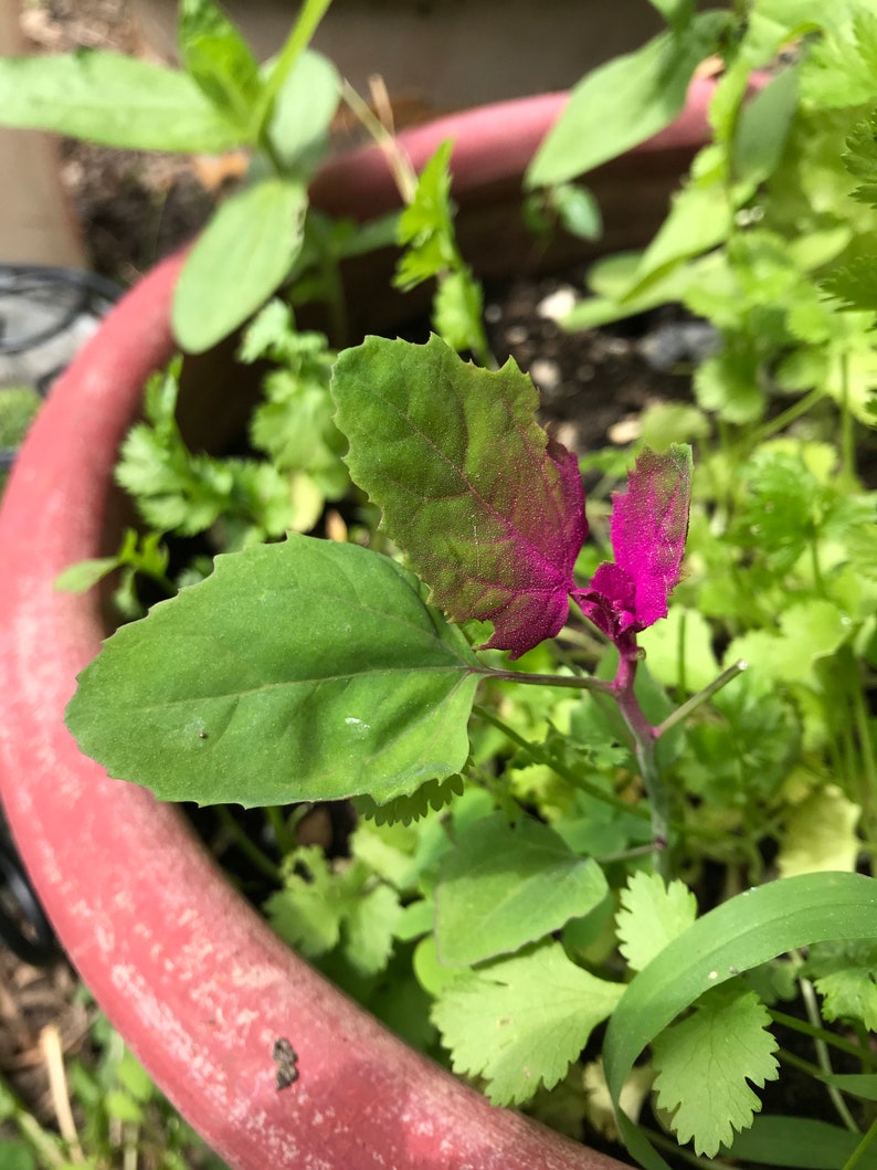 Pink Lambs Quarter Seed chenopodium Giganteum 30 Seeds Etsy