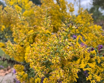100+ Seeds, Showy Goldenrod Seed, Solidago speciosa Seeds, FREE SHIPPING