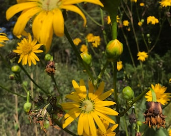 100+ Seeds, Prairie Dock Seed, Prairie Rosinweed Seeds, Silphium Terebinthinaceum Seeds, FREE SHIPPING!
