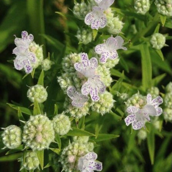 Mountain Mint Seed Virginia Native Etsy